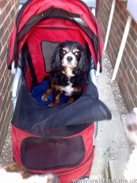 2011-04-21 01.jpg - In Hal's Buggy